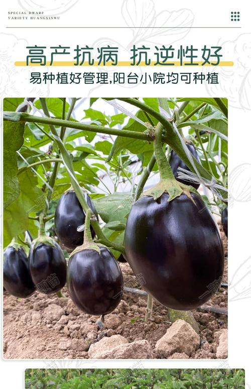 春播紫圆茄 从一粒种子到满盆硕果的庭院丰产记