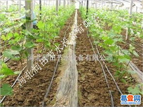 江西峡江县大棚茄子滴灌系统 耐用滴灌管价格与选购指南